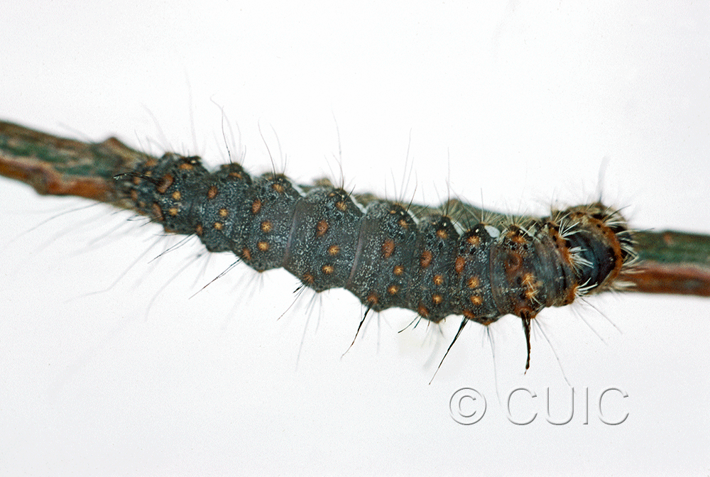 dorsal view of larva Panthea furcilla on Pinus strobus in USA: NY