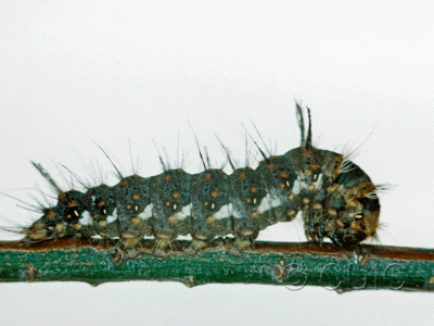 lateral view of larva Panthea furcilla on Pinus strobus in USA: NY