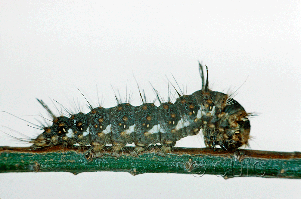 lateral view of larva Panthea furcilla on Pinus strobus in USA: NY