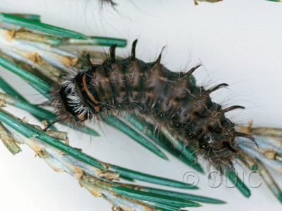 dorsal view of larva Panthea gigantea on Pinus in USA: AZ