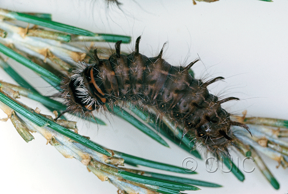 dorsal view of larva Panthea gigantea on Pinus in USA: AZ