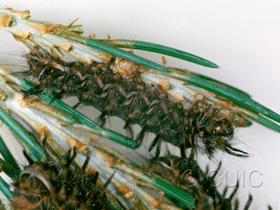 lateral view of larva Panthea gigantea on Pinus in USA: AZ