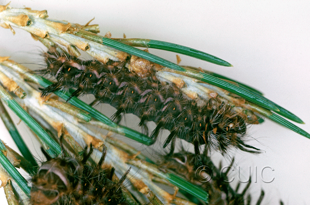 lateral view of larva Panthea gigantea on Pinus in USA: AZ