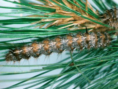 dorsal view of larva Panthea portlandia or virginarius