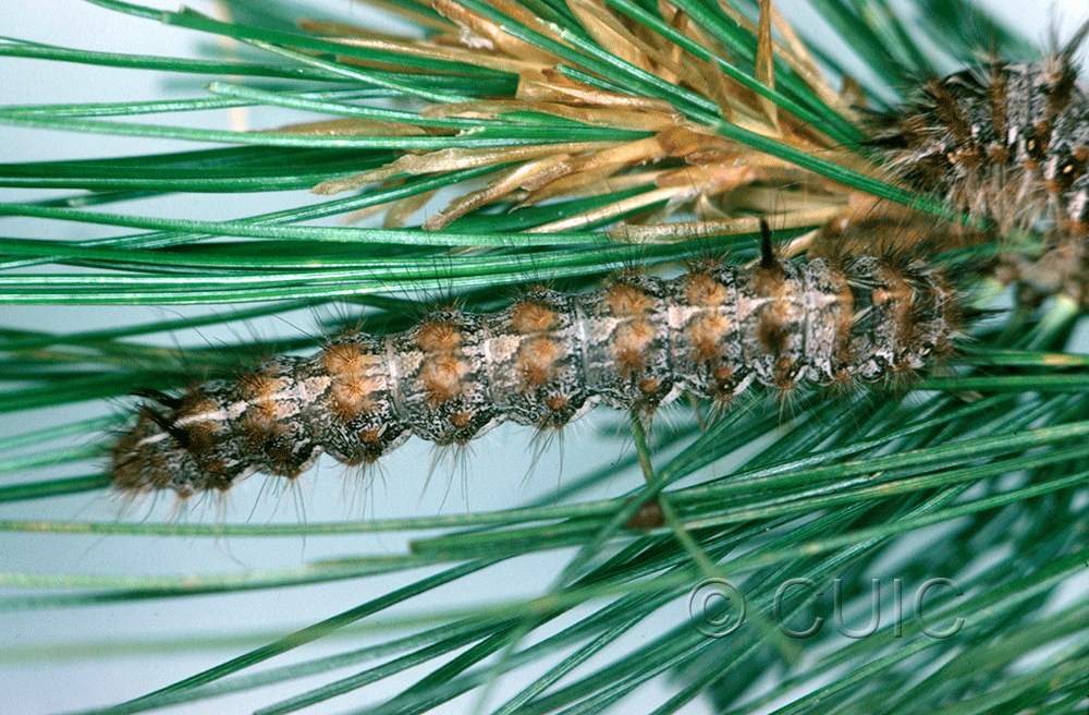 dorsal view of larva Panthea portlandia or virginarius