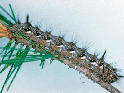 lateral view of larva Panthea portlandia or virginarius