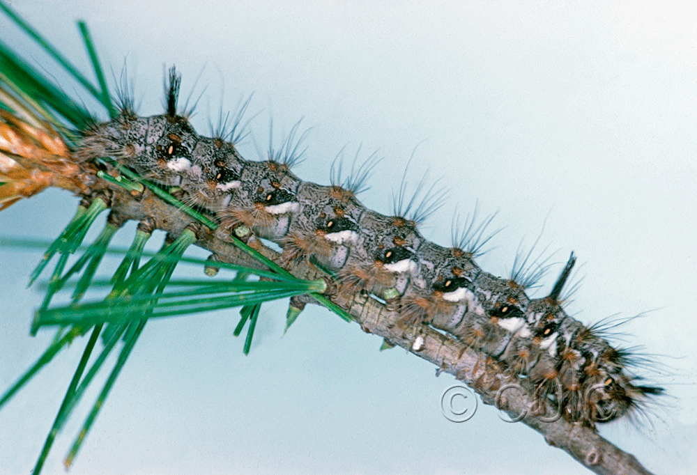 lateral view of larva Panthea portlandia or virginarius