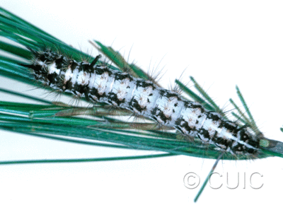 dorsal view of larva Panthea virginarius on Pinus strobus in USA: OR