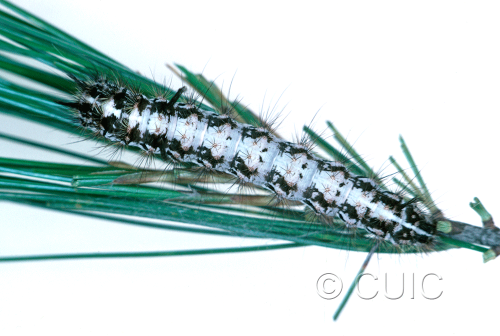 dorsal view of larva Panthea virginarius on Pinus strobus in USA: OR