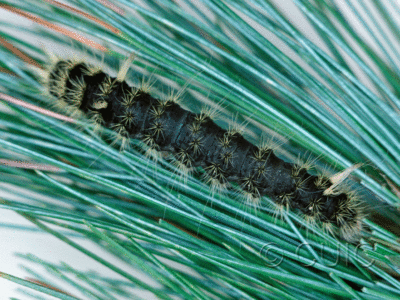 dorsal view of larva Panthea virginarius on Pinus strobus in USA: OR