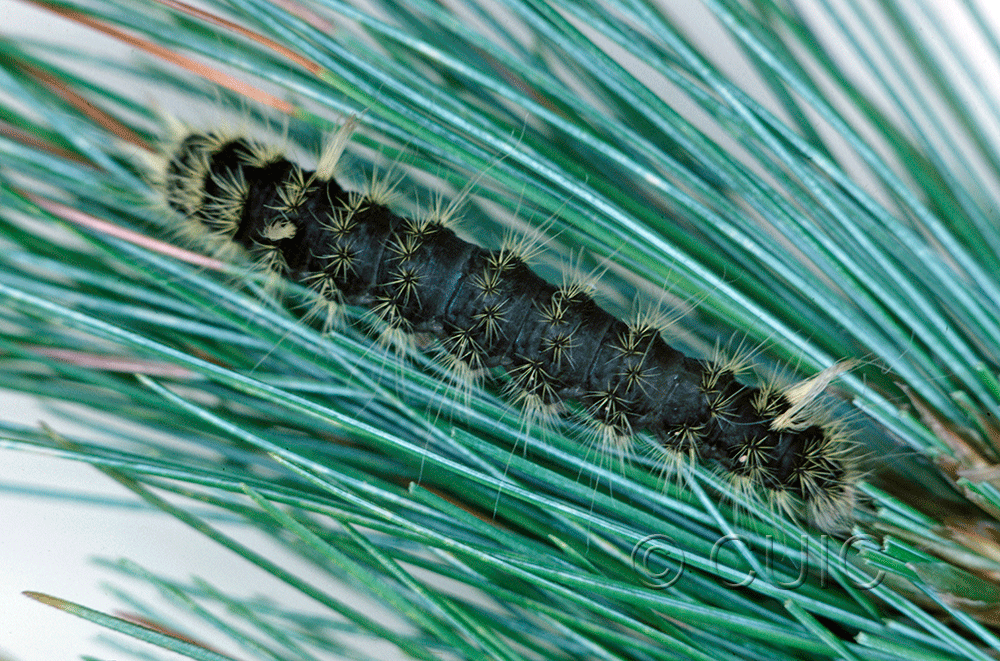 dorsal view of larva Panthea virginarius on Pinus strobus in USA: OR