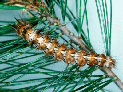 dorsal view of larva Panthea virginarius on Pinus strobus in USA: OR