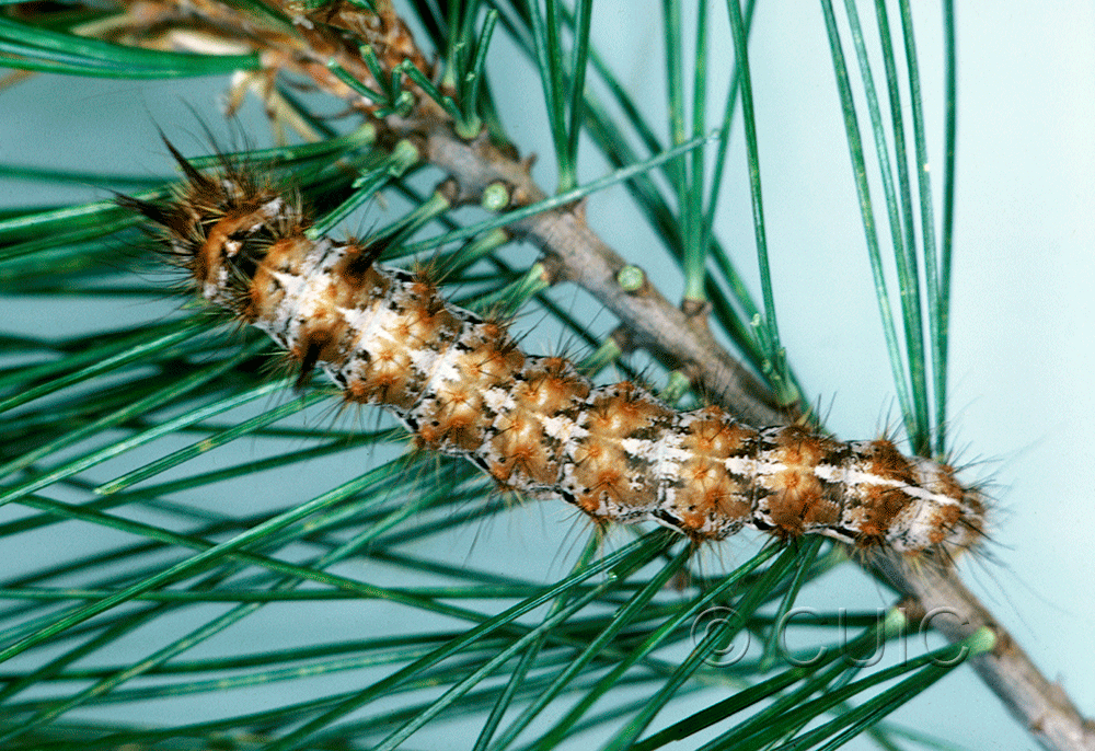 dorsal view of larva Panthea virginarius on Pinus strobus in USA: OR