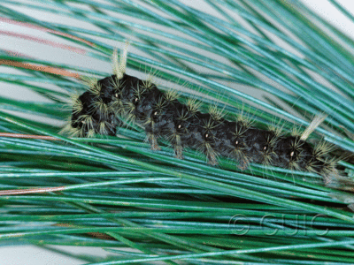 lateral view of larva Panthea virginarius on Pinus strobus in USA: OR
