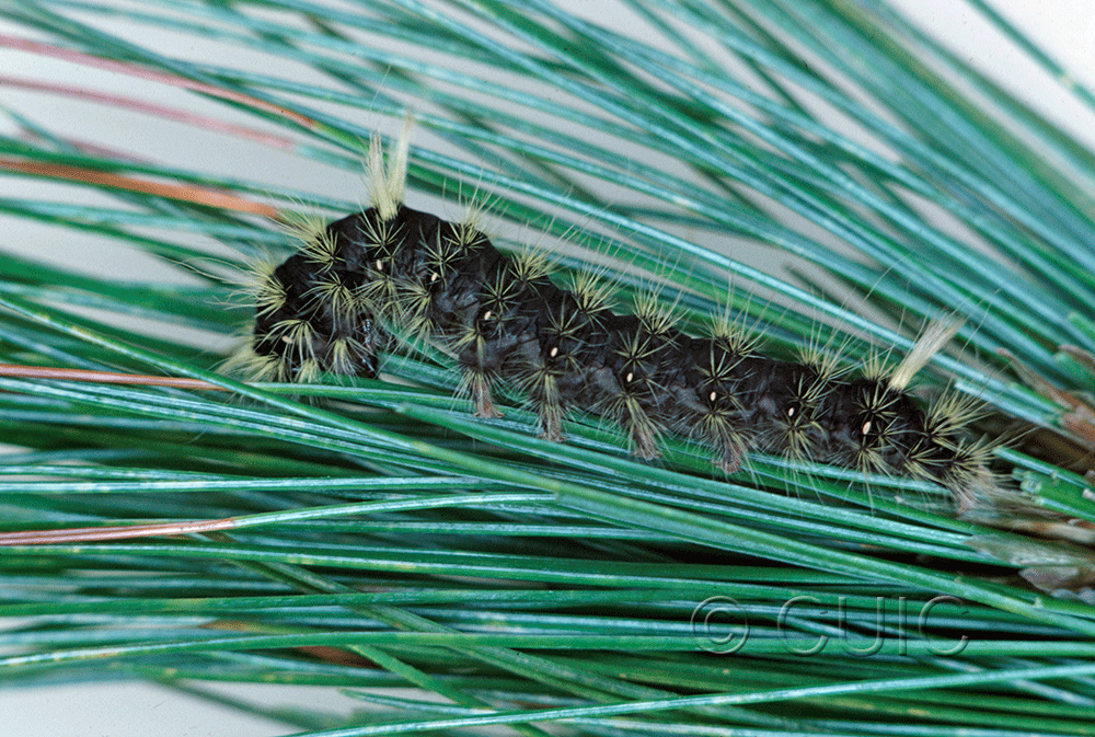 lateral view of larva Panthea virginarius on Pinus strobus in USA: OR