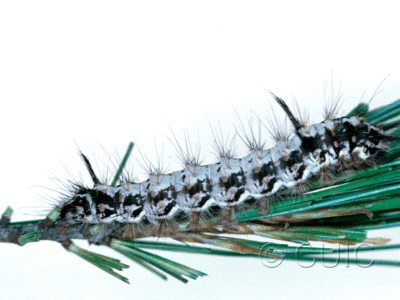 lateral view of larva Panthea virginarius on Pinus strobus in USA: OR