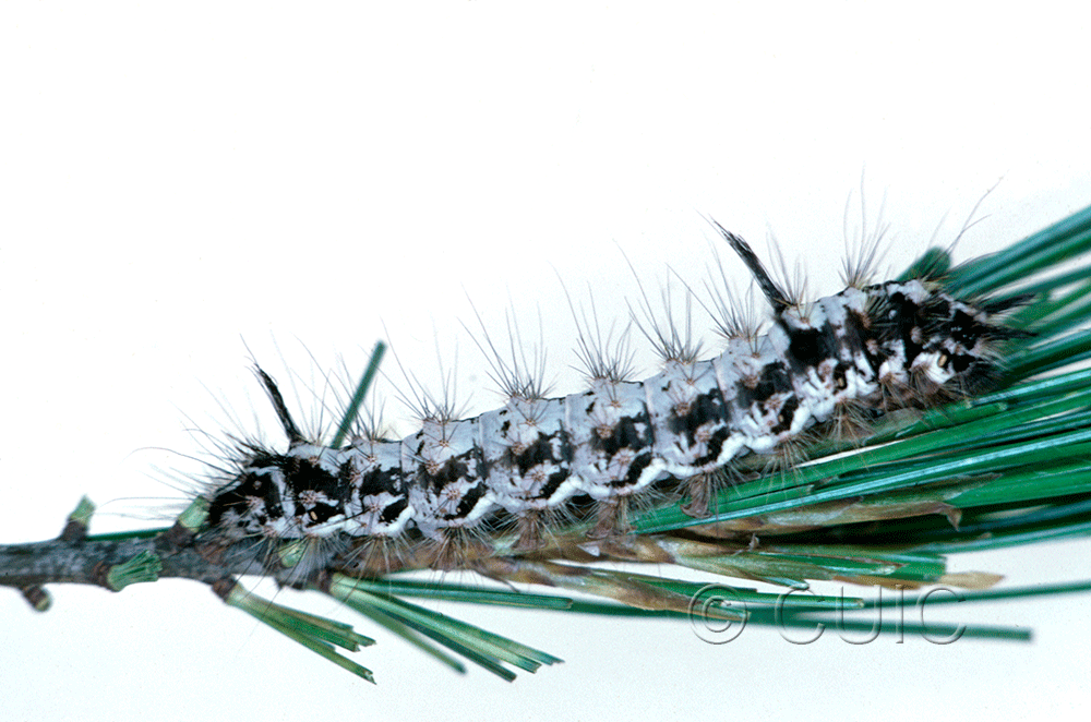 lateral view of larva Panthea virginarius on Pinus strobus in USA: OR