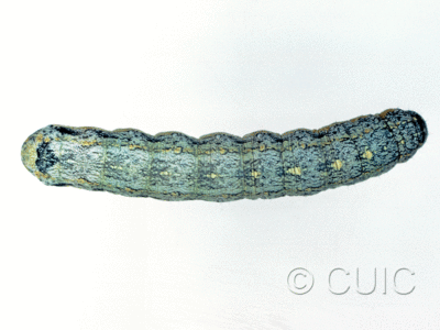 dorsal view of larva Peridroma saucia on Lactuca in USA: AZ