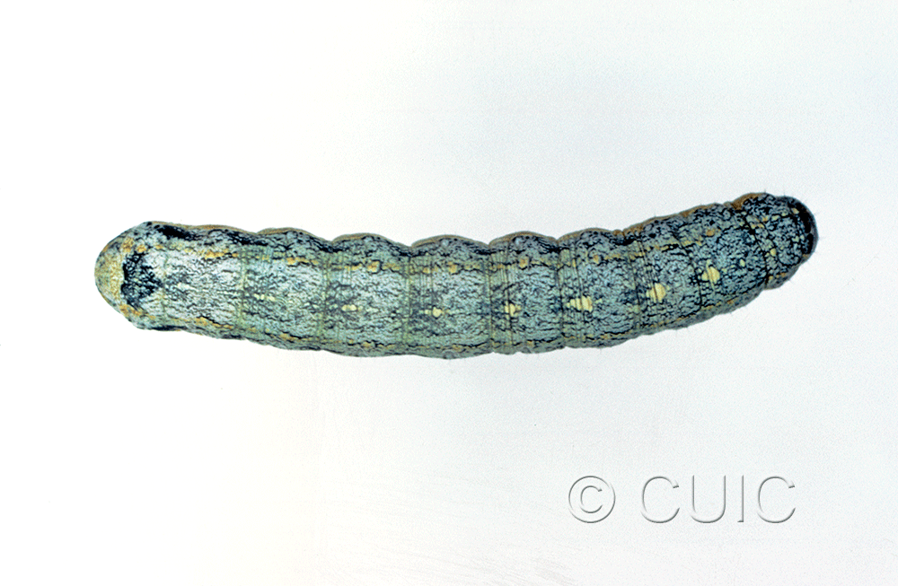 dorsal view of larva Peridroma saucia on Lactuca in USA: AZ