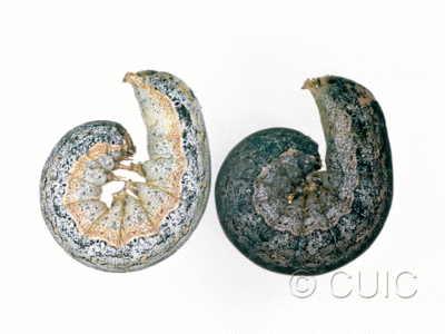 lateral view of larva Peridroma saucia on Lactuca in USA: AZ