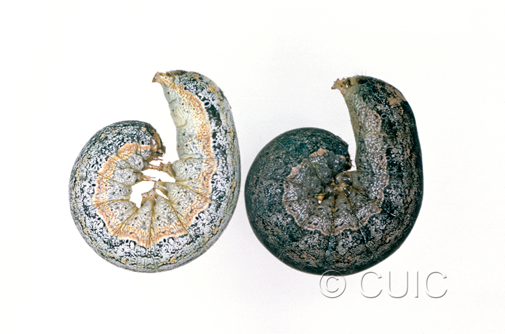 lateral view of larva Peridroma saucia on Lactuca in USA: AZ