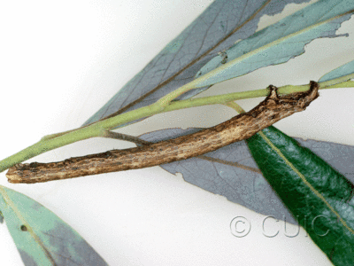 lateral view of larva Pero no. 1 in USA: AZ