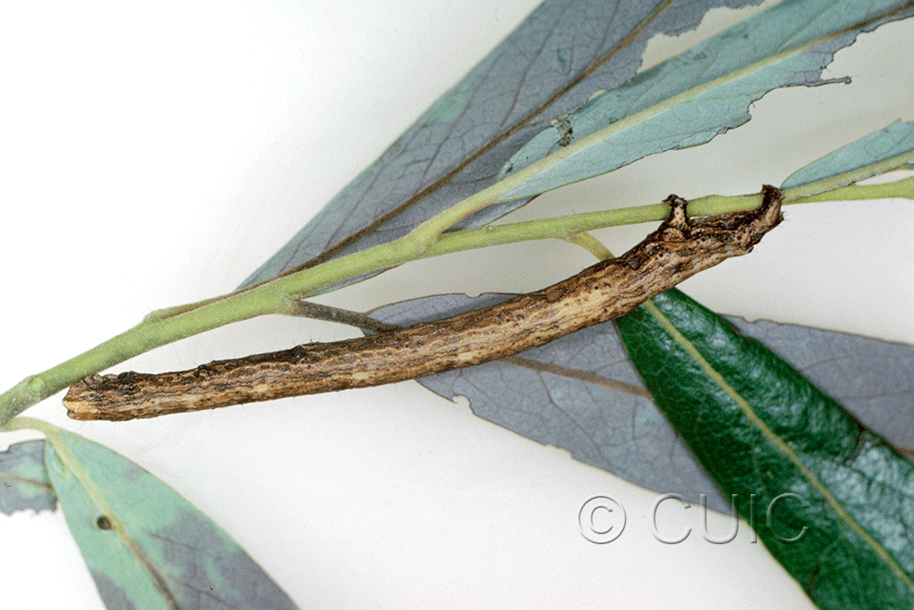 lateral view of larva Pero no. 1 in USA: AZ