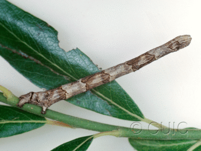 lateral view of larva Pero no. 2 in USA: AZ