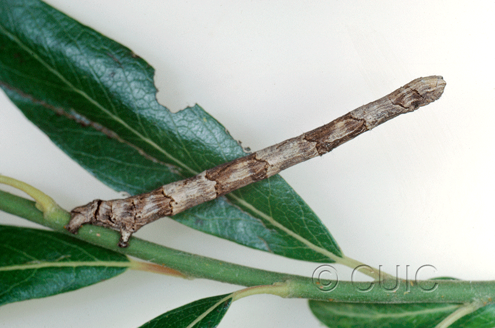 lateral view of larva Pero no. 2 in USA: AZ