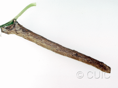 lateral view of larva Pero on Salix in USA: AZ