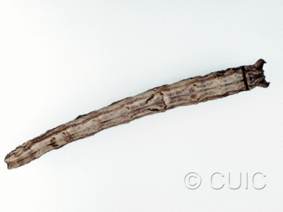 dorsal view of larva Pero