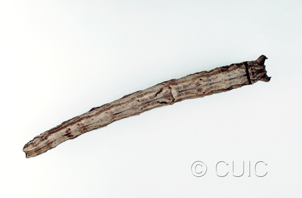 dorsal view of larva Pero