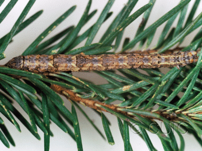dorsal view of larva Pero behrensaria on Pseudotsuga taxifolia in USA: AZ