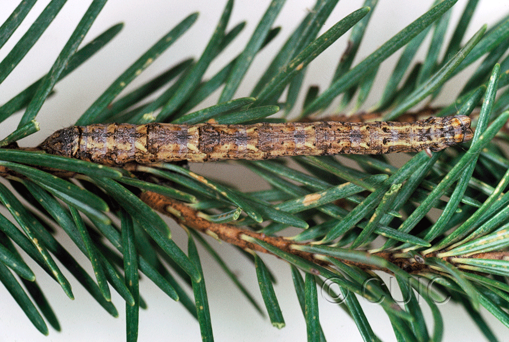 dorsal view of larva Pero behrensaria on Pseudotsuga taxifolia in USA: AZ