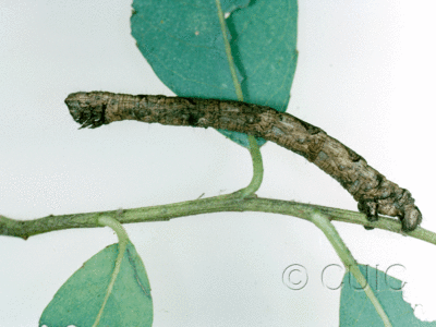 lateral view of larva Pero grossbecki