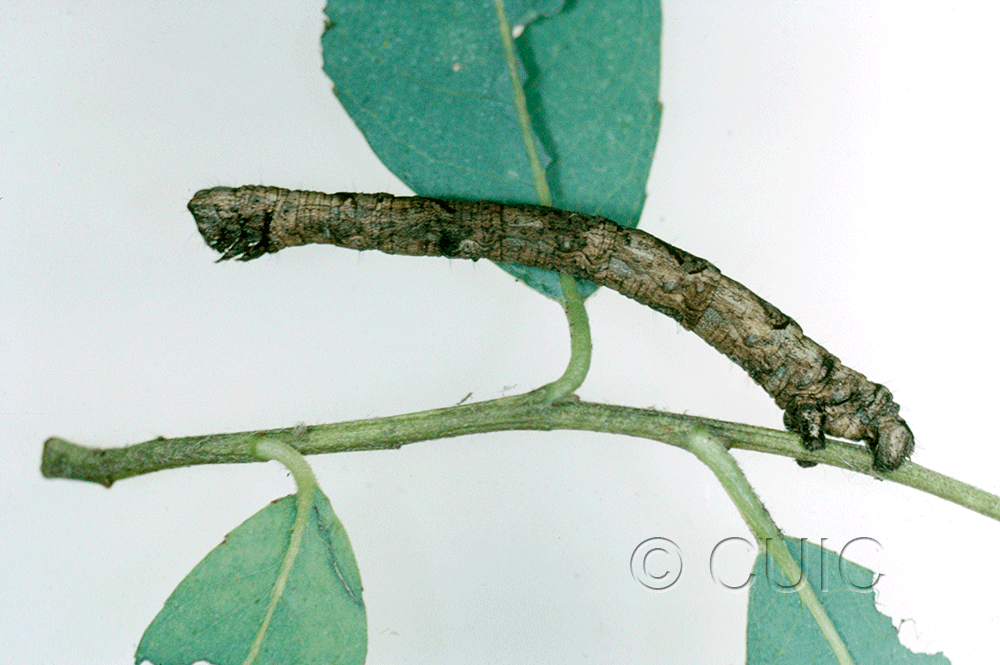 lateral view of larva Pero grossbecki