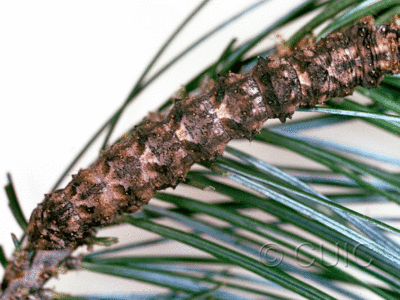 dorsal view of larva Phaeoura belua on Pinus cembroides in USA: AZ