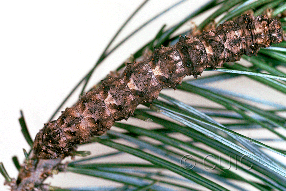 dorsal view of larva Phaeoura belua on Pinus cembroides in USA: AZ