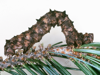 lateral view of larva Phaeoura belua on Pinus cembroides in USA: AZ