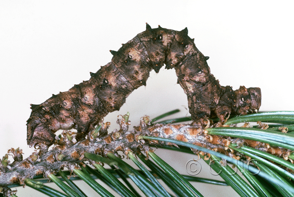 lateral view of larva Phaeoura belua on Pinus cembroides in USA: AZ