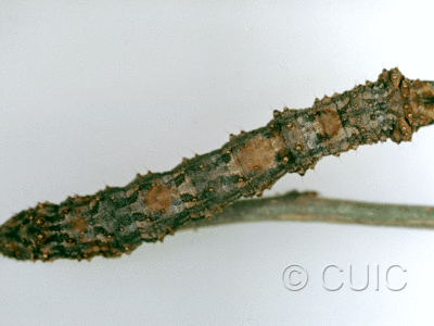 dorsal view of larva Phaeoura cristifera on Prunus virens in USA: AZ