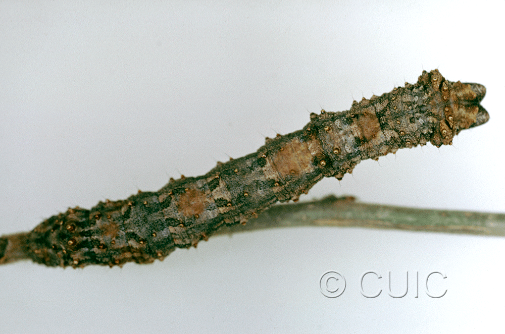 dorsal view of larva Phaeoura cristifera on Prunus virens in USA: AZ