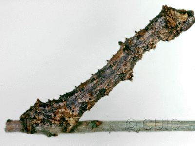 lateral view of larva Phaeoura cristifera on Prunus virens in USA: AZ