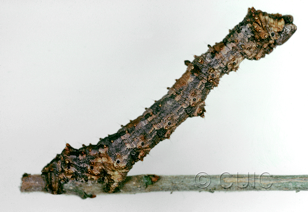 lateral view of larva Phaeoura cristifera on Prunus virens in USA: AZ