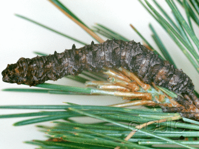 dorsal view of larva Phaeoura mexicanaria in USA: AZ