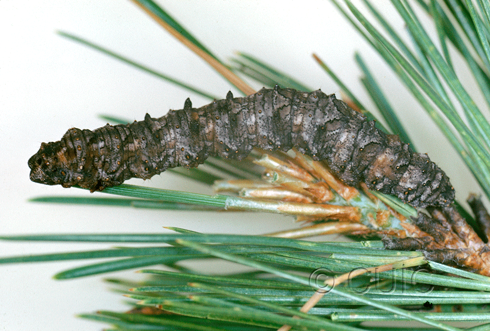 dorsal view of larva Phaeoura mexicanaria in USA: AZ