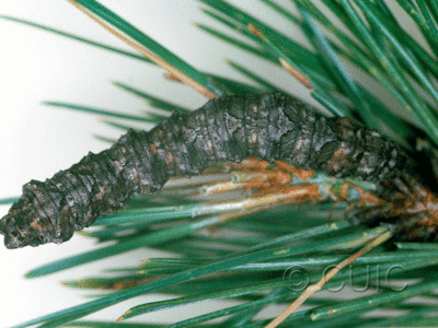 dorsal view of larva Phaeoura mexicanaria in USA: AZ
