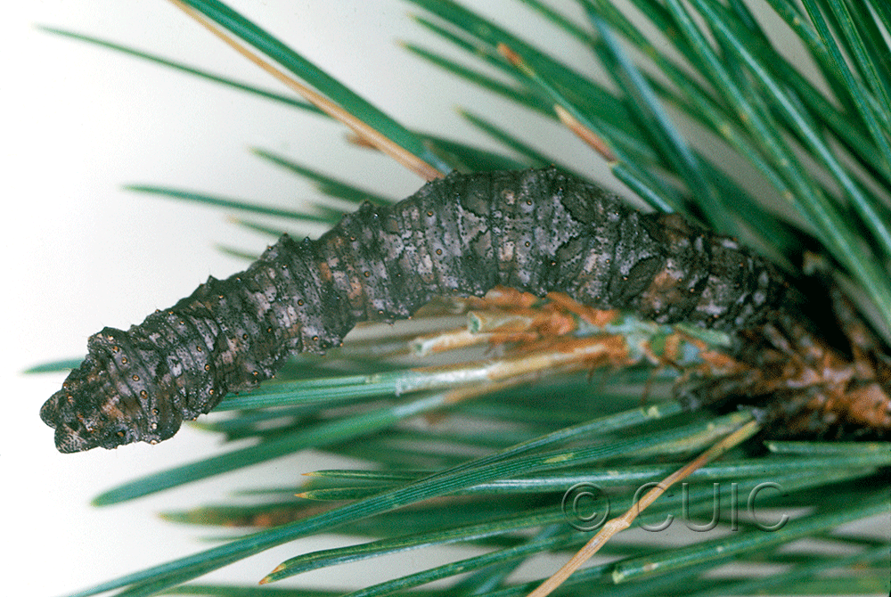 dorsal view of larva Phaeoura mexicanaria in USA: AZ