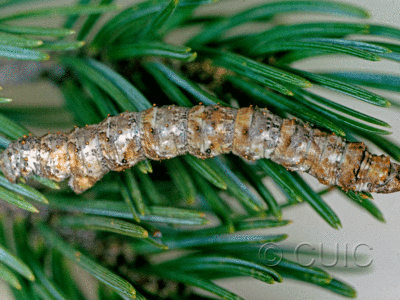 lateral view of larva Phaeoura perfidaria in USA: AZ