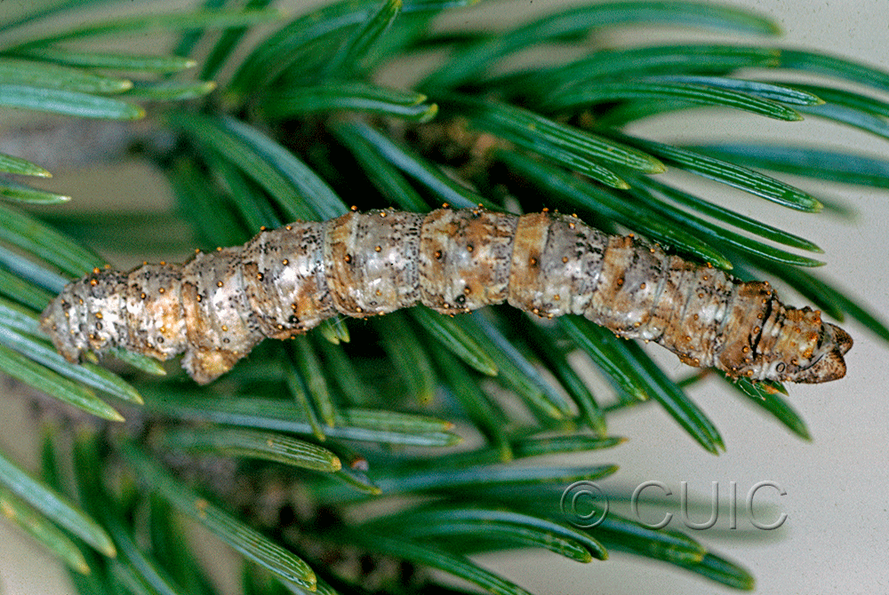 lateral view of larva Phaeoura perfidaria in USA: AZ